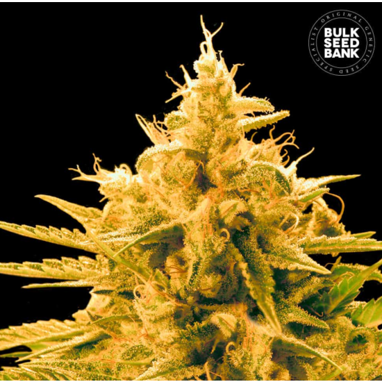 ANANAS FUNK